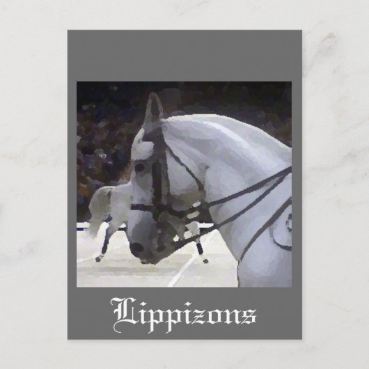 Carte Postale Lippizons 2009 (Devant)