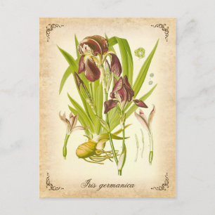 Carte Postale L'iris allemand - illustration vintage