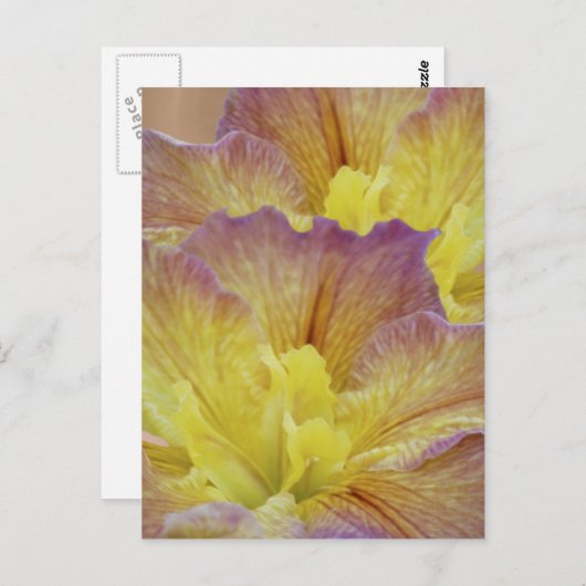 Carte Postale L'iris jaune et sa signification (Devant / Derrière)