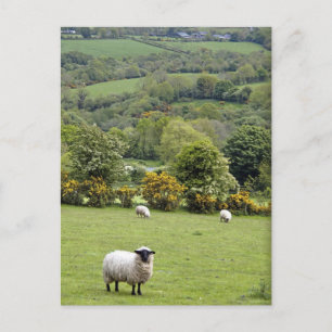 Carte Postale L'Irlande occidentale, péninsule de Dingle, large