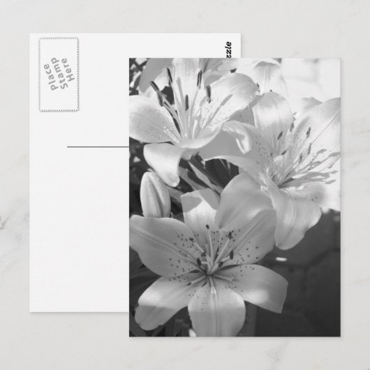 Carte Postale lis b&w (Devant / Derrière)