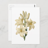 Carte Postale lis blanc (Lilium candidum) par Redouté (Devant / Derrière)