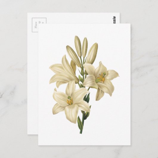 Carte Postale lis blanc (Lilium candidum) par Redouté (Devant / Derrière)
