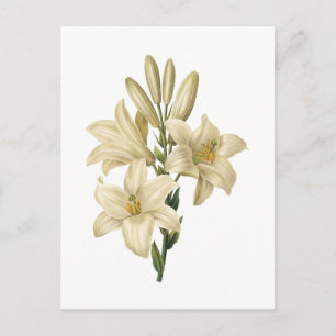 Carte Postale lis blanc (Lilium candidum) par Redouté