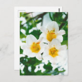 Carte Postale Lis blancs rustiques - Lilium candidum (Devant / Derrière)