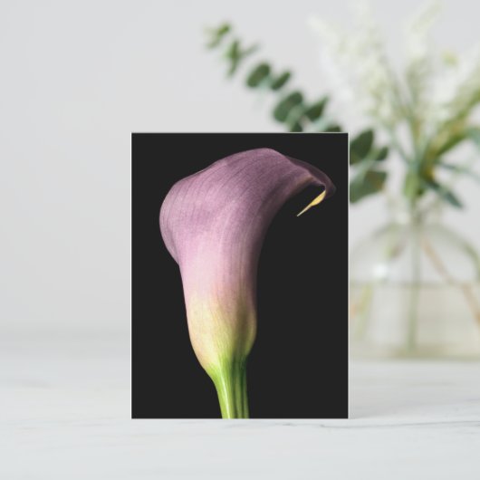 Carte Postale Lis calla violet (Debout devant)