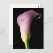 Carte Postale Lis calla violet (Devant / Derrière)
