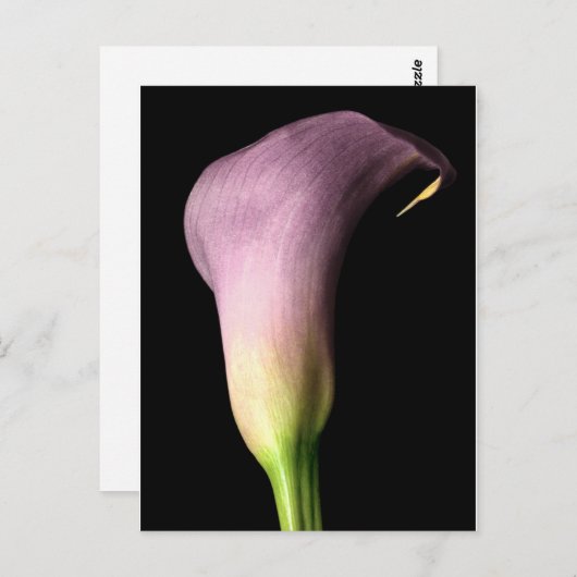 Carte Postale Lis calla violet (Devant / Derrière)
