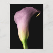 Carte Postale Lis calla violet (Devant)
