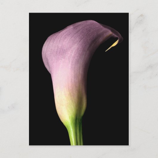 Carte Postale Lis calla violet (Devant)