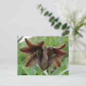 Carte Postale Lis de chocolat, île d'Unalaska (Debout devant)