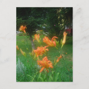 Carte Postale lis de jour de l'été