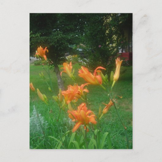 Carte Postale lis de jour de l'été (Devant)