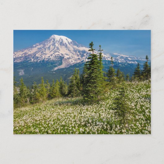 Carte Postale Lis de l'avalanche et Mont Rainier (Devant)