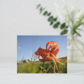 Carte Postale Lis tigré (Debout devant)