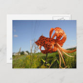 Carte Postale Lis tigré (Devant / Derrière)