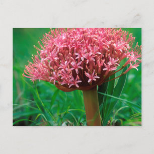 Carte Postale Lisianthus d'Afrique (Agapanthus Praecox), Mala Ma