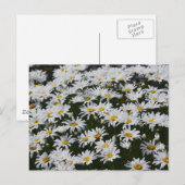 Carte Postale Lit Daisy (Devant / Derrière)