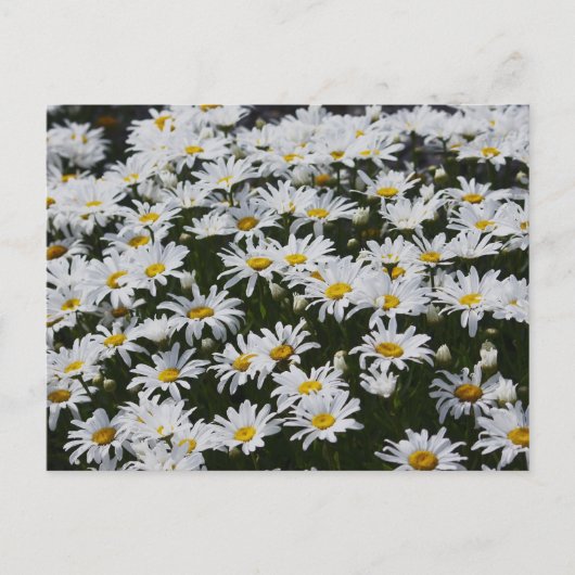 Carte Postale Lit Daisy (Devant)