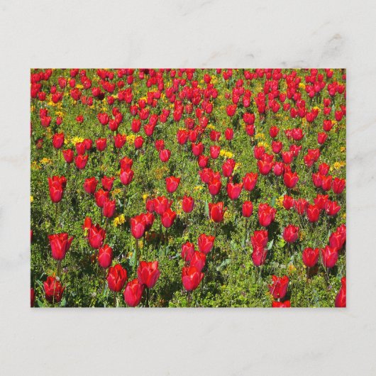 Carte Postale Lit de tulipes (Devant)
