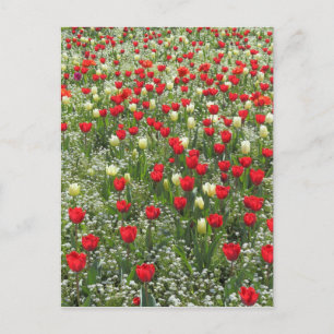 Carte Postale Lit de tulipes