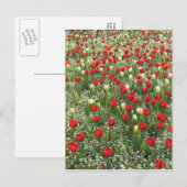 Carte Postale Lit de tulipes (Devant / Derrière)