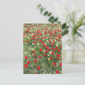 Carte Postale Lit de tulipes (Debout devant)