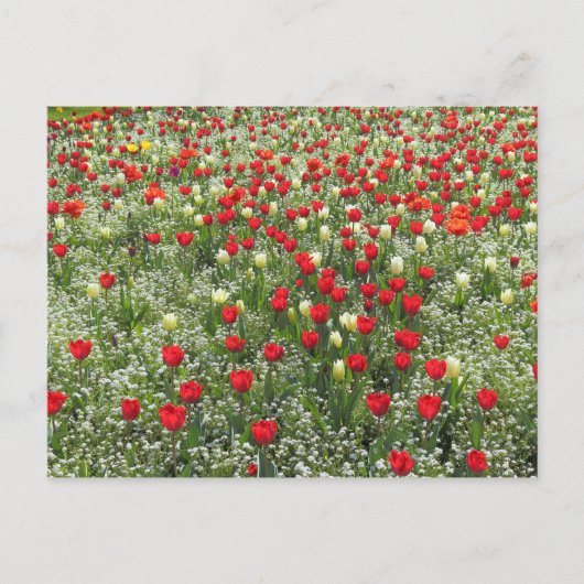 Carte Postale Lit de tulipes (Devant)