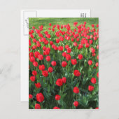 Carte Postale Lit des Tulipes rouges 01 (Devant / Derrière)