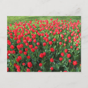 Carte Postale Lit des Tulipes rouges 01