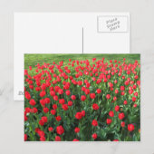 Carte Postale Lit des Tulipes rouges 01 (Devant / Derrière)