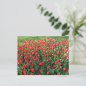 Carte Postale Lit des Tulipes rouges 01 (Debout devant)