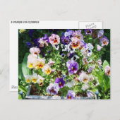 Carte Postale Lit Pansy (Devant / Derrière)