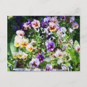 Carte Postale Lit Pansy (Devant)