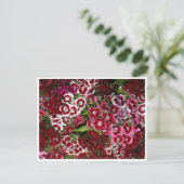 Carte Postale Lit rose Dianthus (Debout devant)