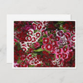 Carte Postale Lit rose Dianthus (Devant / Derrière)