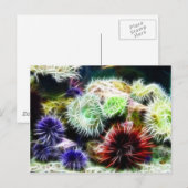 Carte Postale Lit Urchin (Devant / Derrière)