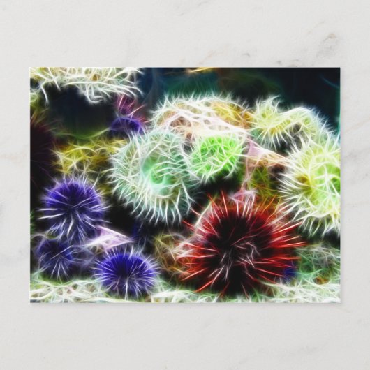 Carte Postale Lit Urchin (Devant)