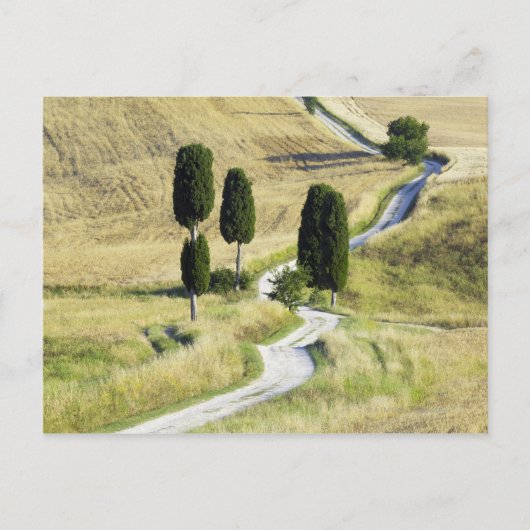 Carte Postale L'Italie, Toscane, Pienza, d'Orcia de Val, Cypress (Devant)