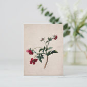 Carte postale Lithocard Wild Strawberries (Debout devant)