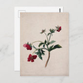 Carte postale Lithocard Wild Strawberries (Devant / Derrière)