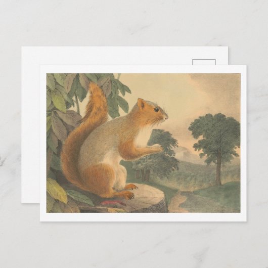 Carte postale Lithode d'écureuil vintage (Devant / Derrière)