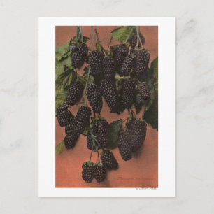 Carte Postale Lithographie de Chromo de Fruit de Mammoth