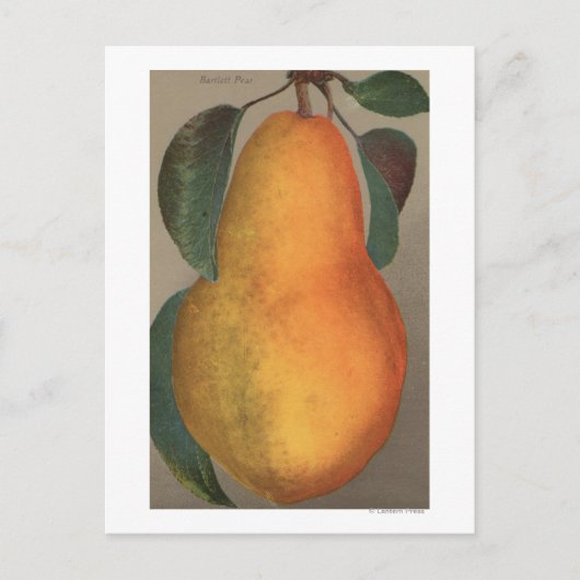 Carte Postale Lithographie de chromo de fruits de Bartlett Pear (Devant)