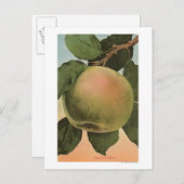 Carte Postale Lithographie de chromo de fruits de Newtown Pippen (Devant / Derrière)