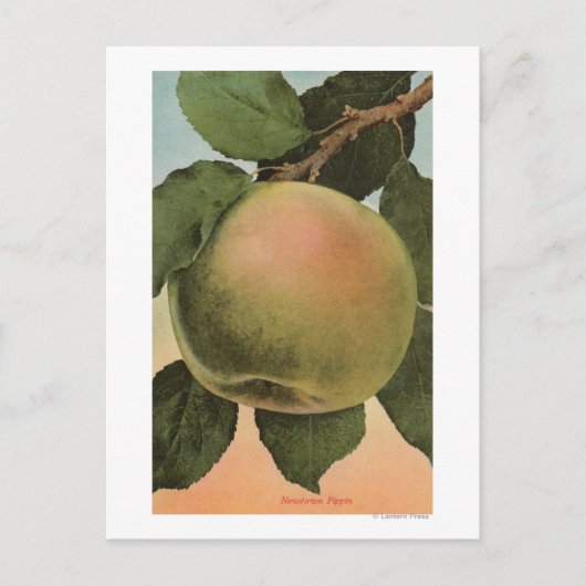 Carte Postale Lithographie de chromo de fruits de Newtown Pippen (Devant)