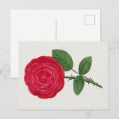 Carte Postale Lithographie de rose antique, François-Frédéric Gr (Devant / Derrière)