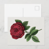 Carte Postale Lithographie de rose antique, François-Frédéric Gr (Devant / Derrière)