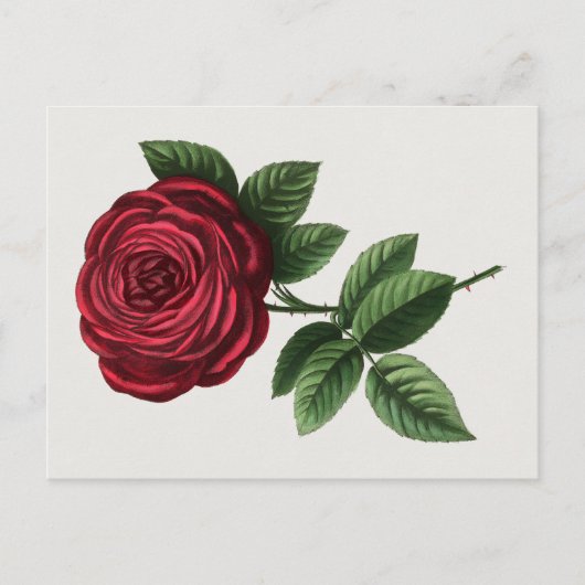 Carte Postale Lithographie de rose antique, François-Frédéric Gr (Devant)