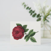 Carte Postale Lithographie de rose antique, François-Frédéric Gr (Debout devant)